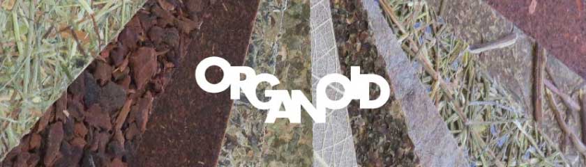 organoid